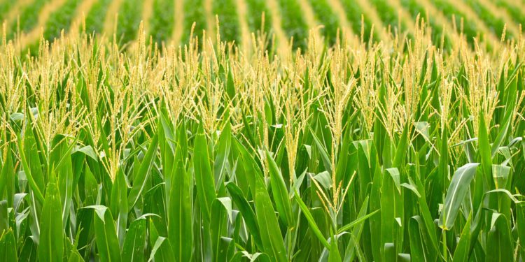 Maize Farm
