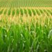 Maize Farm
