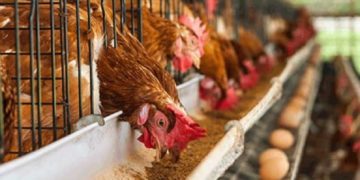 GAPFA poultry