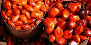 palmnuts