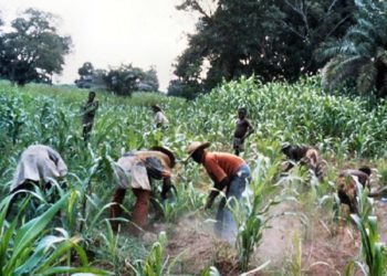 Peasant farmers at work1