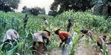 Peasant farmers at work1