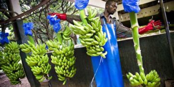 banana production1