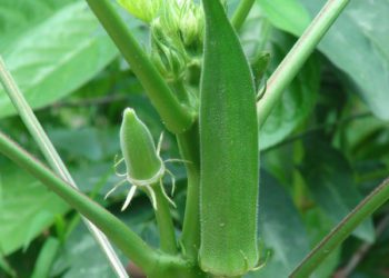 nurserylive bhindi no 3 okra f1