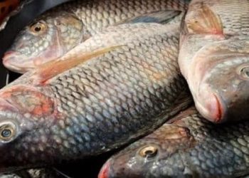 tilapia