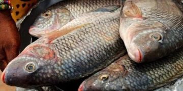 tilapia