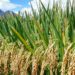 A rice farm