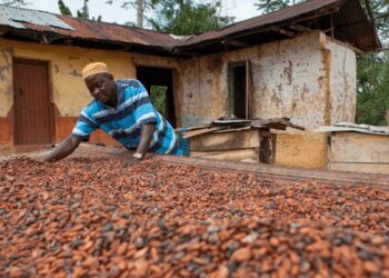 A farmer drying cocoa