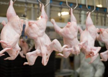 chicken processing plant