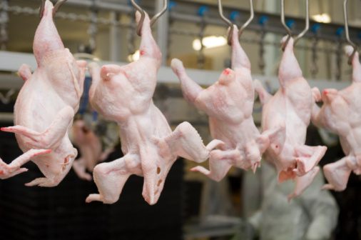 chicken processing plant