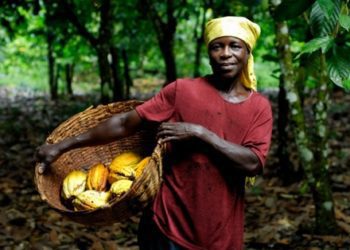 cocoa farmer