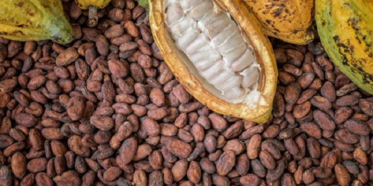 cocoa1