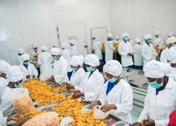 processing of dry mangoes in ghana for export photo unido