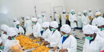 processing of dry mangoes in ghana for export photo unido