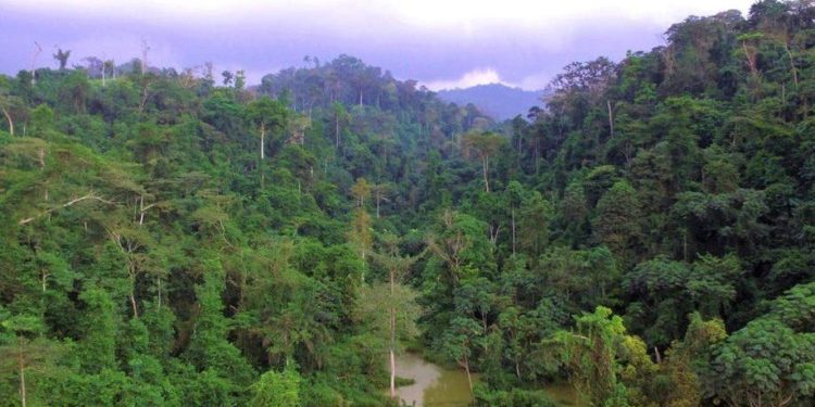 Atewa Forest