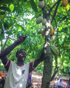 Ghanaian Agricultural Engineer makes Cocoa Harvesting Easy for Cocoa Farmers 3 DX8iXa3XkAA5d0b