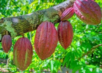 High Yielding Cocoa