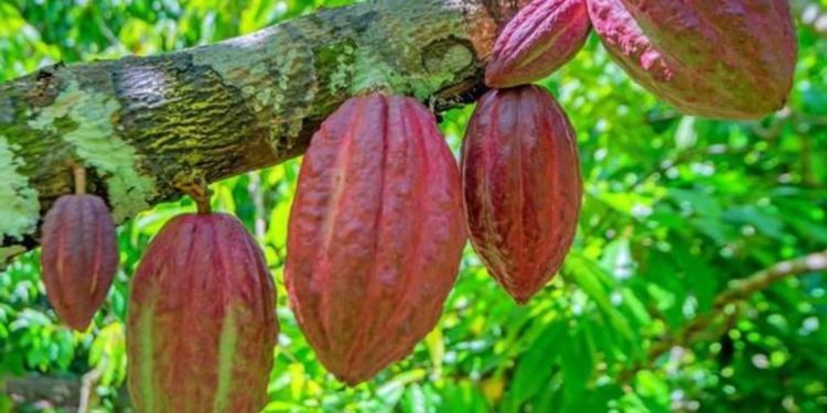 Ghanaian Agricultural Engineer makes Cocoa Harvesting Easy for Cocoa Farmers 1 High Yielding Cocoa