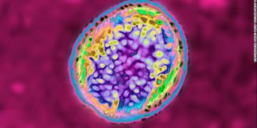 A microscope view of the brucella bacterium responsible for brucellosis