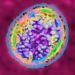 A microscope view of the brucella bacterium responsible for brucellosis