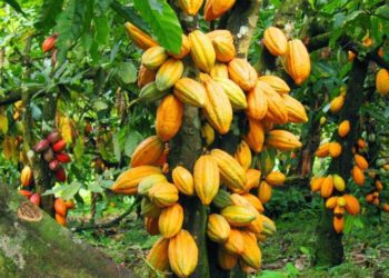 Monitor to ensure cocoa farmers enjoy new producer price – GCCP - COCOBOD 1 NGO Cocoa Tree 760x490 1