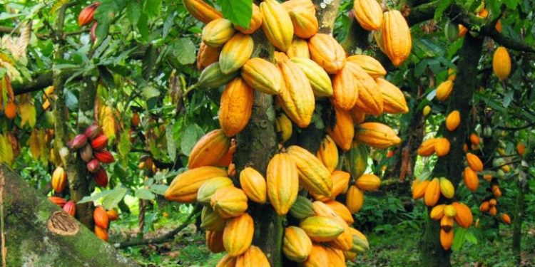 Monitor to ensure cocoa farmers enjoy new producer price – GCCP - COCOBOD 1 NGO Cocoa Tree 760x490 1