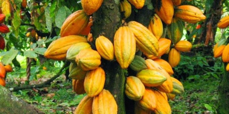 Cocoa pods e1534499992924 1440x450 c default