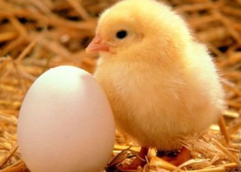 Day Old chick.