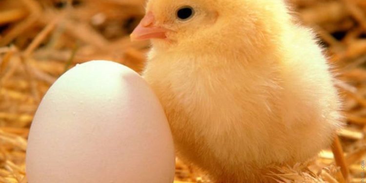 Day Old chick.