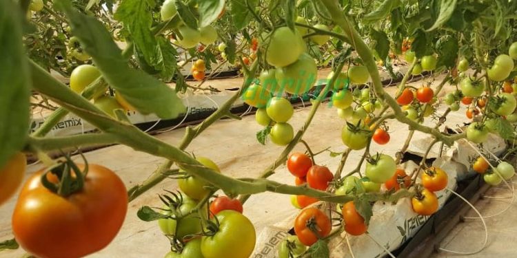 Vegetables under green house