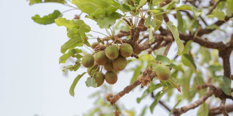 Global Shea Alliance launches an initiative to protect the Shea Industry 1 Shea