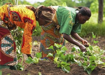 Women in Agriculture
