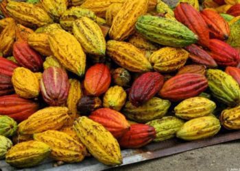 Western North Cocoa Farmers laud COCOBOD’s Pollination Programme 4 Cocoa
