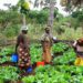 World Food Systems Are Under Threat - FAO