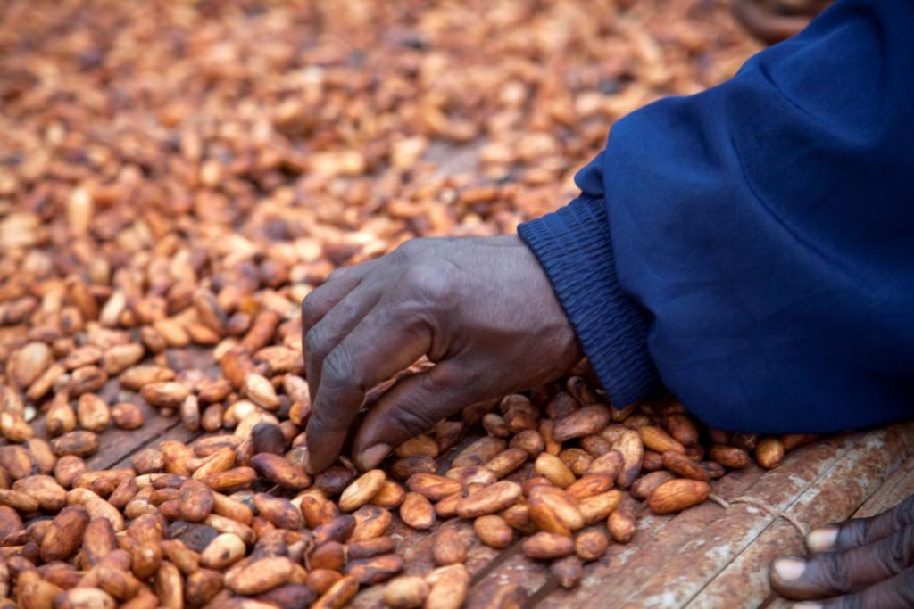 The need to change gear in the Cocoa Industry 2 cocoa beans 2 1
