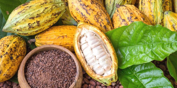 Cocoa beans
