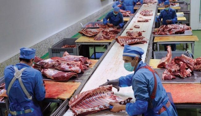 Livestock