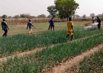 Vegetable Farmers working on their farm
