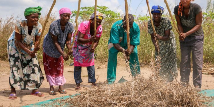 Smallholder farmers threshing soya manually.