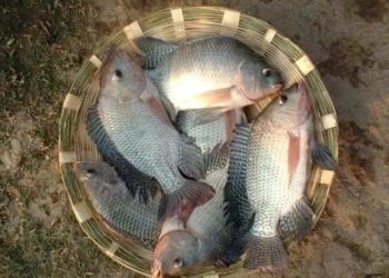 Tilapia FIsh