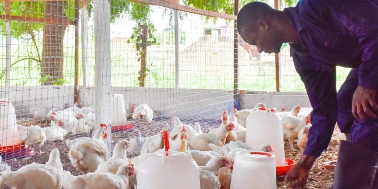 Cost Effective Broiler Production Demonstration