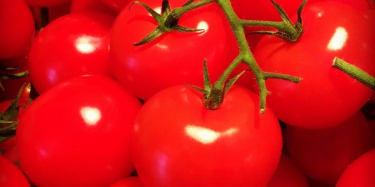 Ghana Transporters and Tomato Traders Association strike: Food inflation to rise? 1 Ghana Transporters and Tomato Traders Association strike: Food inflation to rise?
