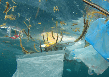Plastic Litter in an ocean