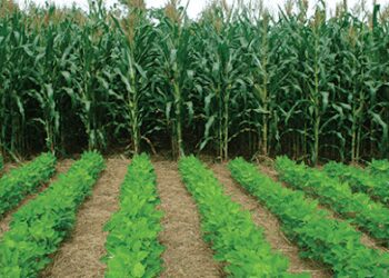 Image Credit : FAO