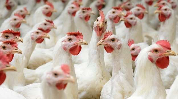 Farmers being trained to adopt biosecurity methods to fight bird flu- Dr. Mensah