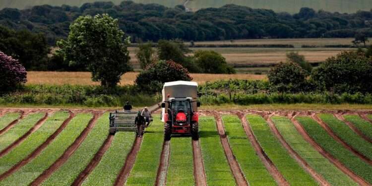 UK: Food firms warn of panic-buying in the coming Christmas 1 UK