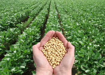 SIL Sensitizes Farmers On Technology-Driven Soybean Production 1 SIL Sensitizes Farmers On Technology-Driven Soybean Production