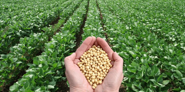 SIL Sensitizes Farmers On Technology-Driven Soybean Production