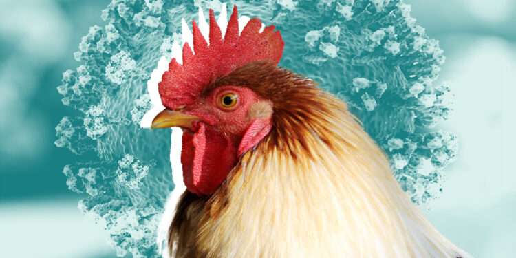 UK: Human case of avian flu detected