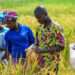 CSIR Introduces Modern Methods of Rice Cultivation to Farmers